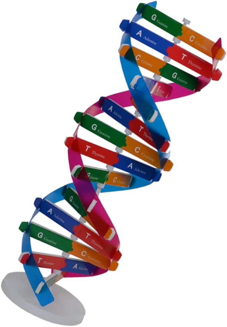 დეენემის მოდელი, საგანმანათლებლო