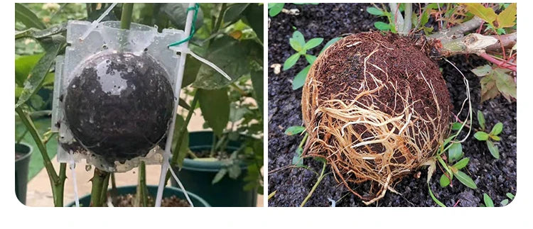 მცენარეთა დასაფესვიანებელი ყუთი 2ც