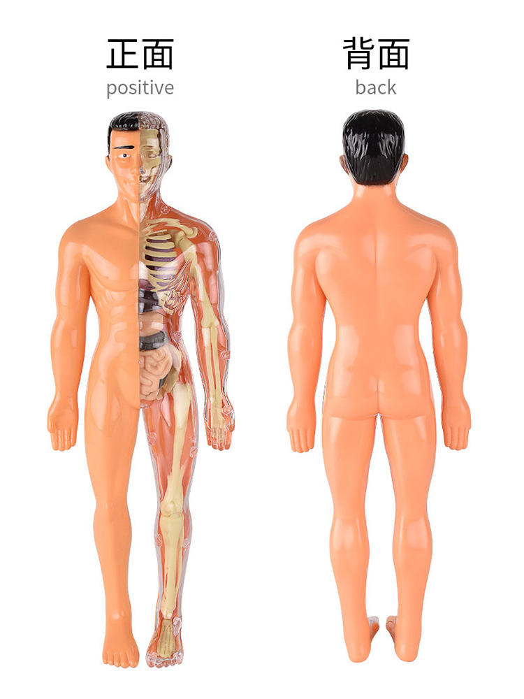 ადამიანის სხეულის ანატომიის მოდელი